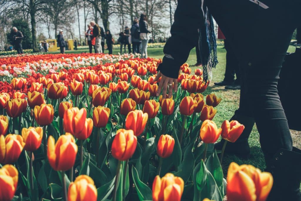Tulips in Holland vs Netherlands